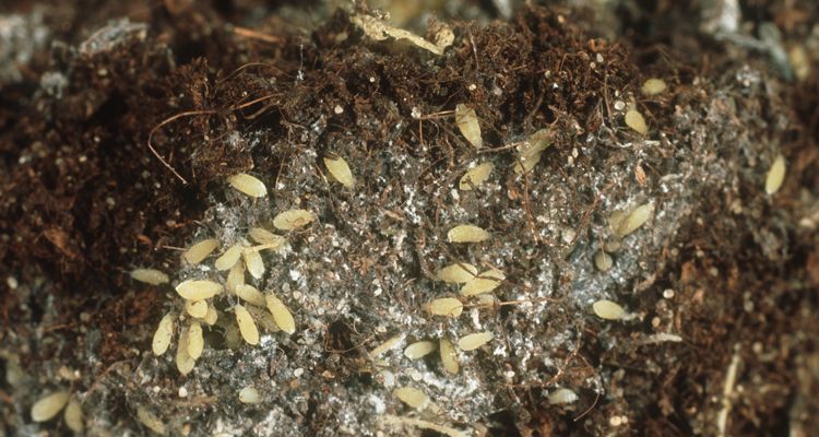 5 Hidden Menaces of Indoor Gardens